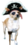 Pirate dog